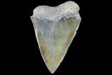 Fossil Mako Shark Tooth - South Carolina #72831-1
